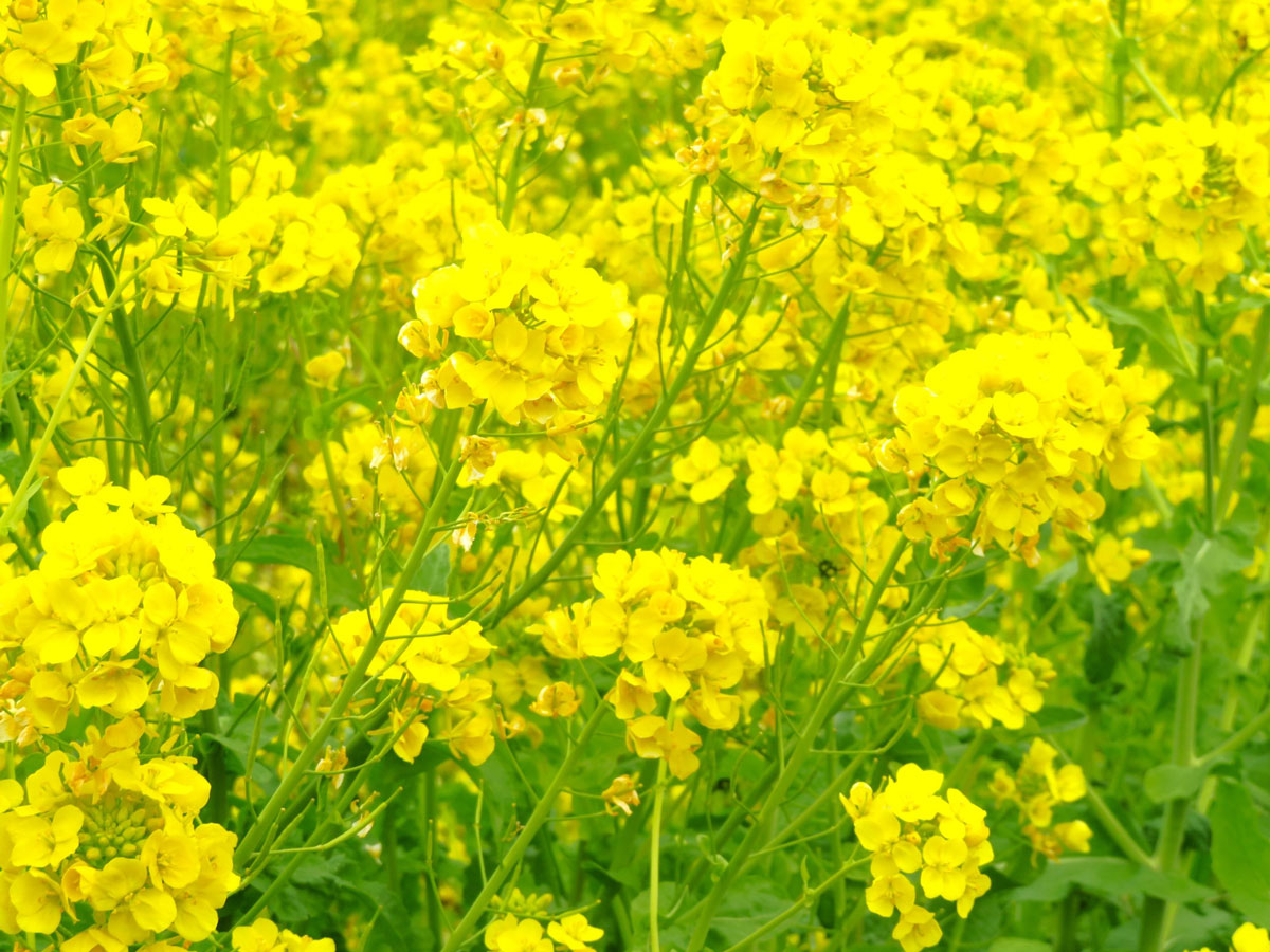 イベントアクティビティ2