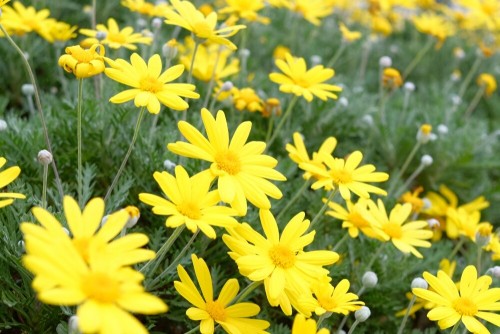 ユリオプスデージー