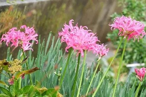 ダイヤモンドリリー